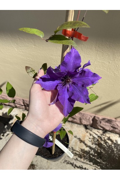 Клематіс Президент - 3л/вис.100-140см/Ø10-30см